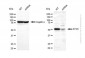 KD-Validated Anti-ATG5 Rabbit Polyclonal Antibody