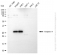 KD-Validated Anti-Cleaved-Caspase 8 Rabbit Polyclonal Antibody