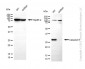 KD-Validated Anti-Cleaved-Caspase 8 Rabbit Polyclonal Antibody
