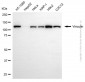 KD-Validated Anti-Vinculin Rabbit Polyclonal Antibody