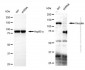 KD-Validated Anti-Vinculin Rabbit Polyclonal Antibody