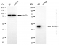 KD-Validated Anti-SH3GL1 Mouse Monoclonal Antibody