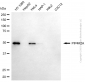 KD-Validated Anti-PIP4K2A Mouse Monoclonal Antibody
