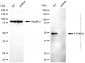KD-Validated Anti-PIP4K2A Mouse Monoclonal Antibody
