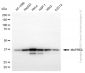 KD-Validated Anti-MAPRE2 Mouse Monoclonal Antibody