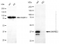 KD-Validated Anti-MAPRE2 Mouse Monoclonal Antibody