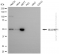KD-Validated Anti-SELENBP1 Mouse Monoclonal Antibody