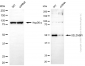 KD-Validated Anti-SELENBP1 Mouse Monoclonal Antibody