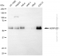 KD-Validated Anti-HERPUD1 Mouse Monoclonal Antibody