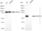 KD-Validated Anti-HERPUD1 Mouse Monoclonal Antibody