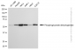 KD-Validated Anti-PHGDH Mouse Monoclonal Antibody