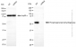 KD-Validated Anti-PHGDH Mouse Monoclonal Antibody
