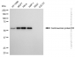 KD-Validated Anti-CEP55 Mouse Monoclonal Antibody