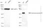 KD-Validated Anti-CEP55 Mouse Monoclonal Antibody