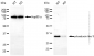 KD-Validated Anti-PDCL3 Mouse Monoclonal Antibody