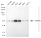 KD-Validated Anti-HNRNPH1 Mouse Monoclonal Antibody