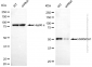 KD-Validated Anti-HNRNPH1 Mouse Monoclonal Antibody