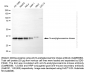KD-Validated Anti-NAGK Mouse Monoclonal Antibody