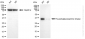 KD-Validated Anti-NAGK Mouse Monoclonal Antibody