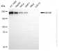 KD-Validated Anti-MYH9 Mouse Monoclonal Antibody