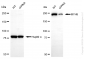 KD-Validated Anti-MYH9 Mouse Monoclonal Antibody