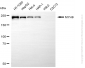 KD-Validated Anti-MYH9 Mouse Monoclonal Antibody