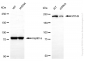 KD-Validated Anti-MYH9 Mouse Monoclonal Antibody