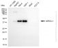 KD-Validated Anti-ASRGL1 Mouse Monoclonal Antibody