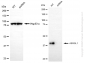 KD-Validated Anti-ASRGL1 Mouse Monoclonal Antibody