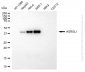 KD-Validated Anti-ASRGL1 Mouse Monoclonal Antibody