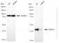 KD-Validated Anti-ASRGL1 Mouse Monoclonal Antibody