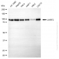 KD-Validated Anti-UHRF2 Mouse Monoclonal Antibody