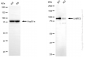 KD-Validated Anti-UHRF2 Mouse Monoclonal Antibody