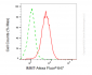 KD-Validated Anti-IMMT Mouse Monoclonal Antibody