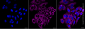 KD-Validated Anti-IMMT Mouse Monoclonal Antibody