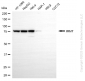 KD-Validated Anti-IMMT Mouse Monoclonal Antibody