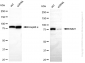 KD-Validated Anti-IMMT Mouse Monoclonal Antibody