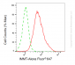 KD-Validated Anti-IMMT Mouse Monoclonal Antibody