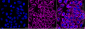 KD-Validated Anti-IMMT Mouse Monoclonal Antibody