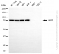 KD-Validated Anti-IMMT Mouse Monoclonal Antibody