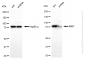KD-Validated Anti-IMMT Mouse Monoclonal Antibody