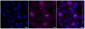 KD-Validated Anti-PRAS40 Rabbit Monoclonal Antibody