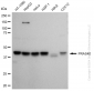 KD-Validated Anti-PRAS40 Rabbit Monoclonal Antibody