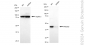 KD-Validated Anti-PRAS40 Rabbit Monoclonal Antibody
