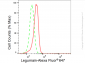 KD-Validated Anti-Legumain Rabbit Monoclonal Antibody