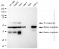 KD-Validated Anti-Legumain Rabbit Monoclonal Antibody