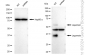 KD-Validated Anti-Legumain Rabbit Monoclonal Antibody