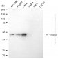 KD-Validated Anti-IKBKG Mouse Monoclonal Antibody