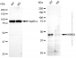 KD-Validated Anti-IKBKG Mouse Monoclonal Antibody