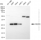 KD-Validated Anti-REEP2 Mouse Monoclonal Antibody